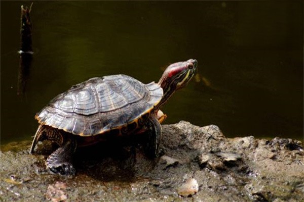 乌龟常见的体内寄生虫之吸虫-原虫