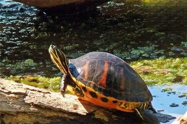 宠物龟得肠胃炎原因，应该怎么预防乌龟肠胃炎？