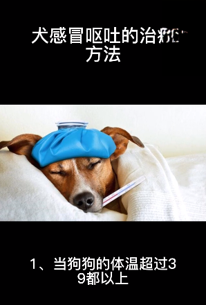 狗狗感冒呕吐的治疗方法