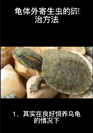 龟体外寄生虫的防治方法