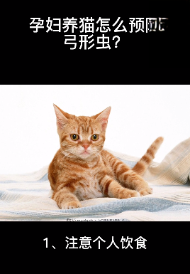 孕妇养猫怎么预防弓形虫？