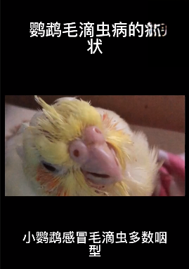 鹦鹉毛滴虫病的症状