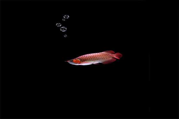龙鱼常见疾病之-蒙眼