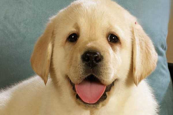 狗狗怀孕一个月有什么症状？会吐吗？
