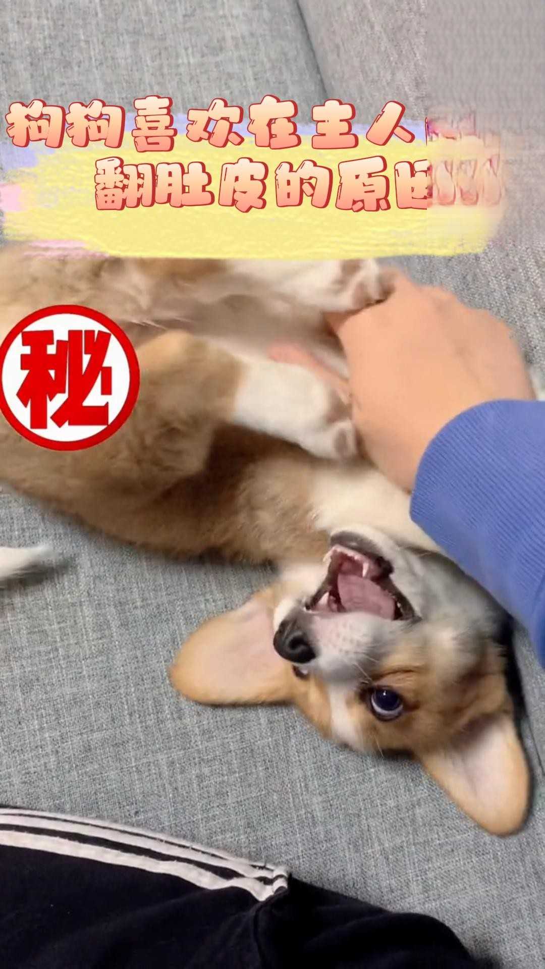 狗狗在主人面前翻肚皮的原因