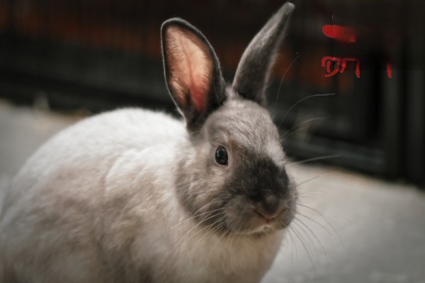 兔子一直抓挠耳朵是感染耳螨了吗？