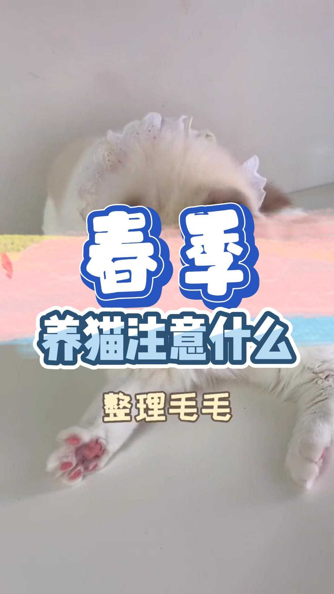 春季养猫要注意什么？