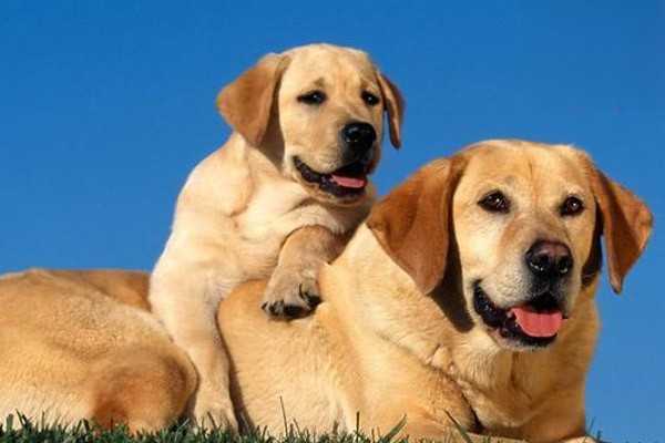 哪些因素会影响犬猫的食欲？