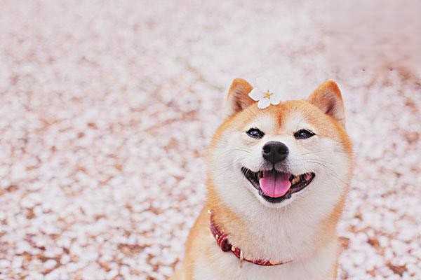 如何判断宠粮的适口性？
