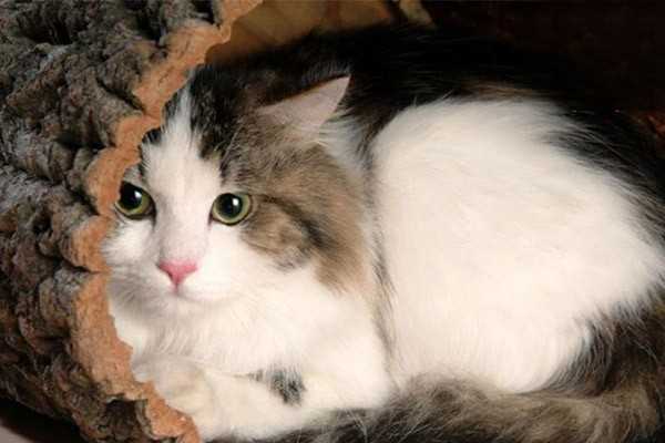 猫患狂犬病的症状