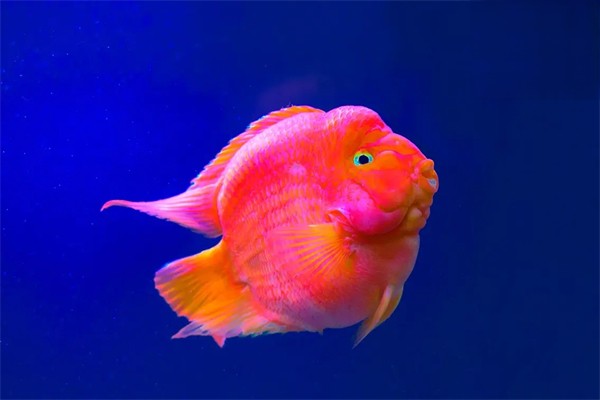 鹦鹉鱼要怎么养才能最红？