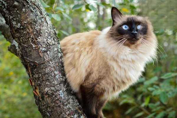 猫咪免疫失败的原因