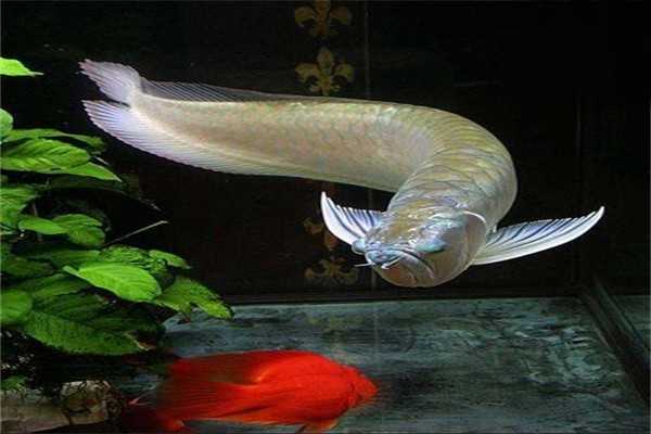 龙鱼掉鳞正常吗?