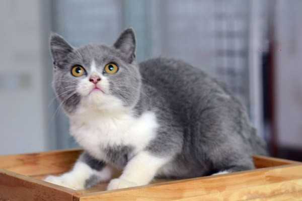 猫咪患糖尿病的表现和治疗