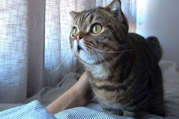 为什么猫咪总是喜欢待在窗边？