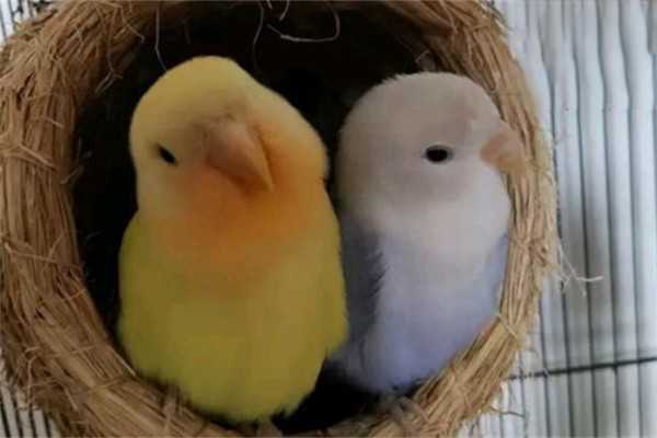 怎样教鹦鹉说话？