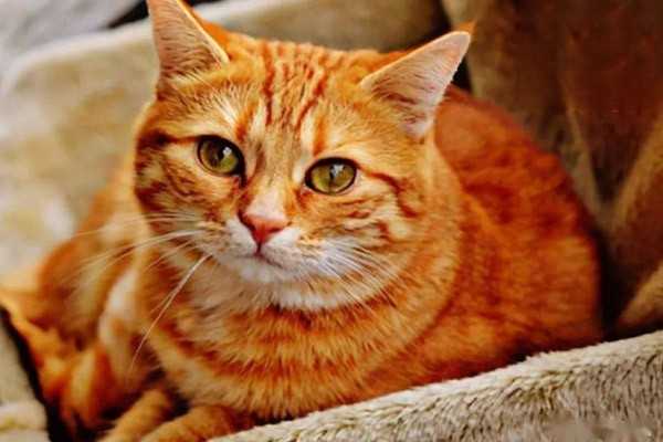 猫得猫传腹怎么办？