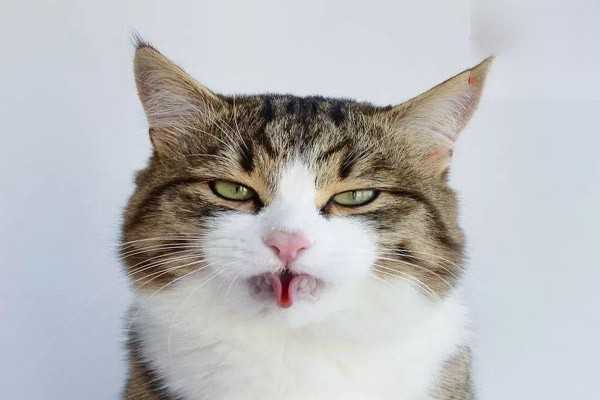猫咪突然张嘴喘气是什么原因？