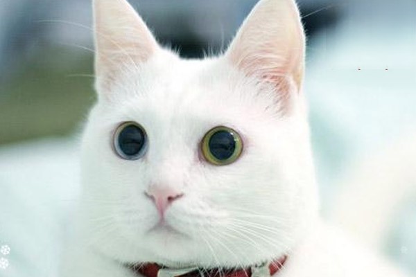 猫咪的面部表情有多丰富？猫咪的面部表情是其心情的反映吗？
