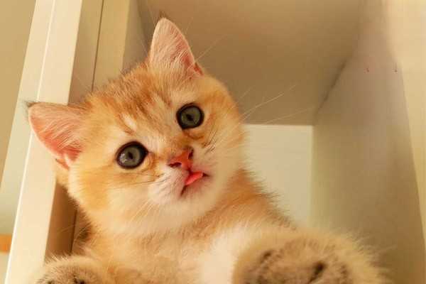 猫咪为什么喜欢陪主人上厕所？
