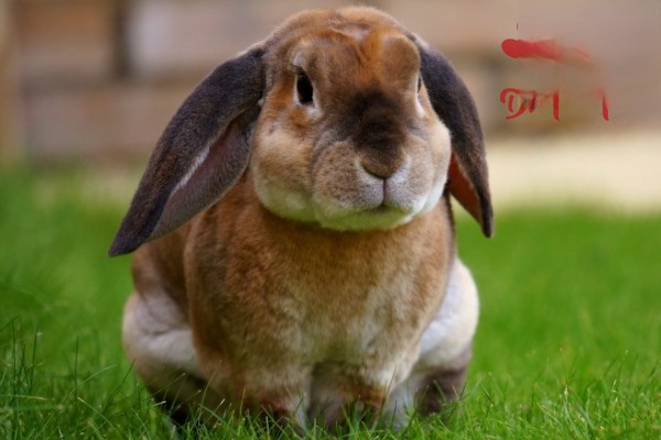 综合防治兔子呼吸道疾病