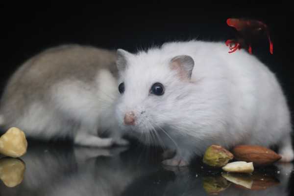 哪些食物是仓鼠不能吃的？