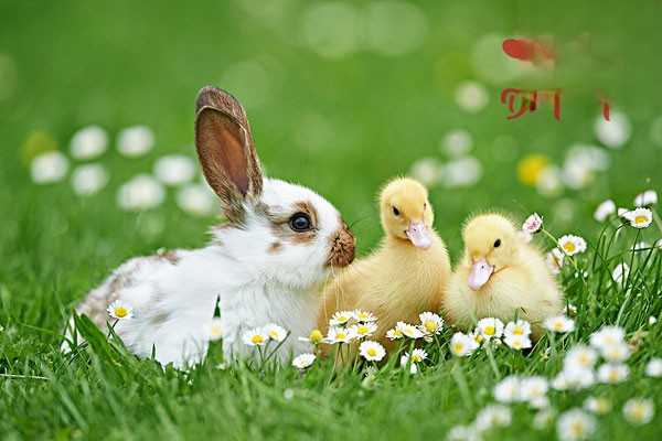 兔子常见的中毒病症及治疗方法