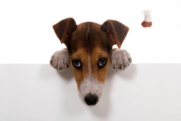 宠物犬猫细菌感染类疾病的症状及用药