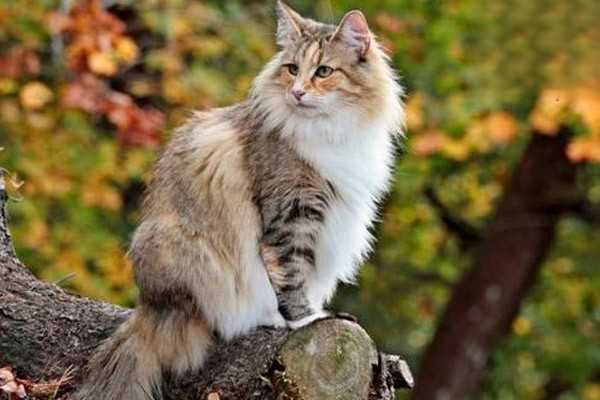 猫咪尿黄是什么原因？