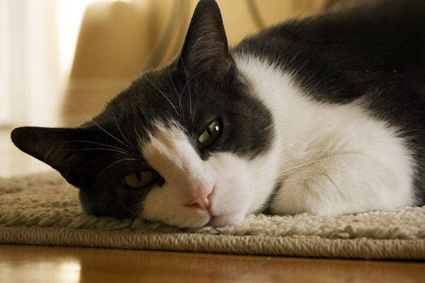 猫咪尿黄还有点发红严重吗？