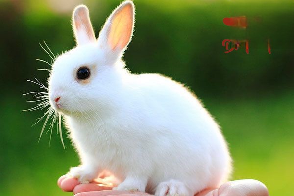 母兔和公兔在发情的时候分别有什么表现？