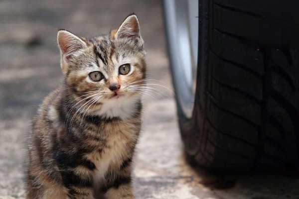 猫换牙期吃什么比较好？