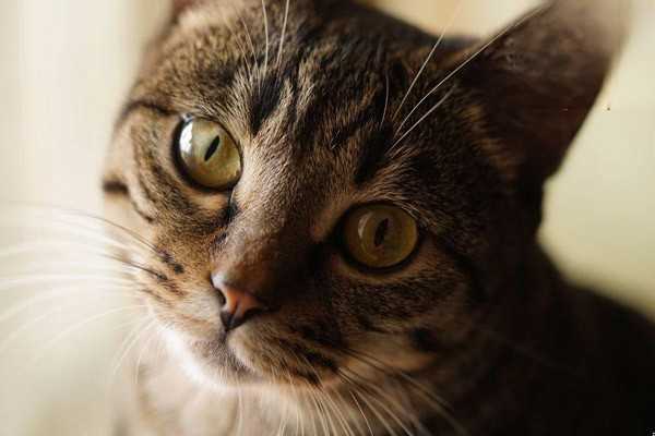 ​四五个月大的猫牙龈出血是换牙的症状吗？