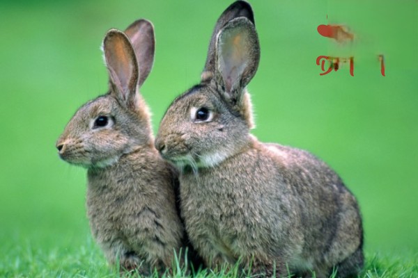 适合母兔吃的多汁饲料都有哪些？