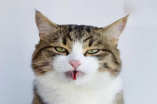 猫咪舌头被烫到能不能自愈？
