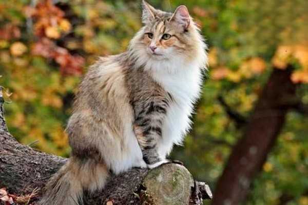 能不能吃桃子，猫能吃哪些蔬菜水果？
