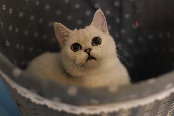 猫咪尿不出来怎么办