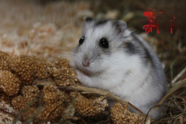 紫仓鼠