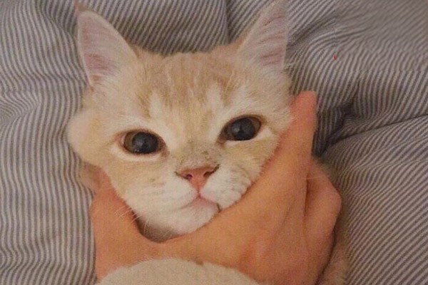 猫咪换牙的时间
