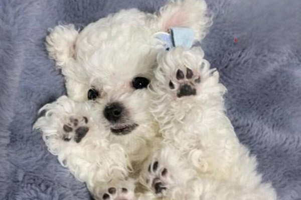 狗狗贫血的原因
