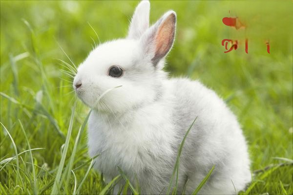 10月份饲养管理兔子的重点