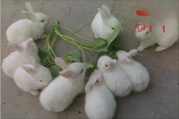 怎样饲养管理仔兔