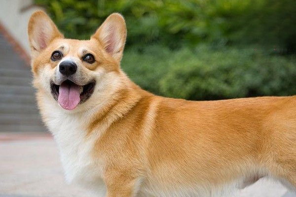 狗狗发烧
