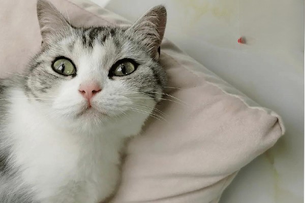 猫咪拉稀