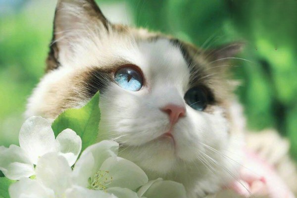 猫吃什么都吐
