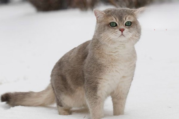 猫咪吃不饱