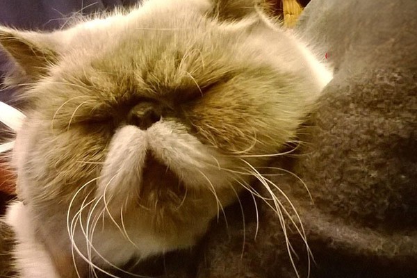 猫咪喜欢主人