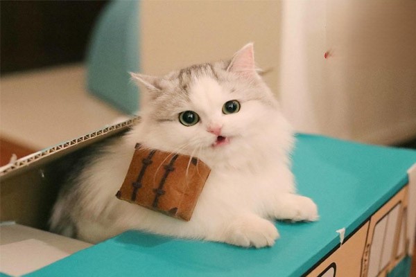 猫咪的爪子