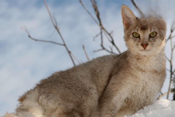 猫咪恐惧症