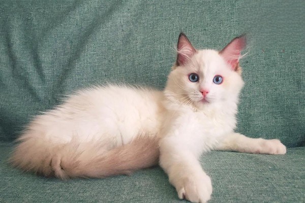 猫咪头秃